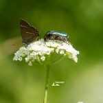 AIA00015-1920-cetonia-e-licaena-iannibelli