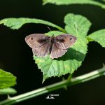 AIA00376-1920-farfalla-iannibelli