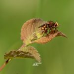 AIA00414-1920-mosca-rossa-iannibelli