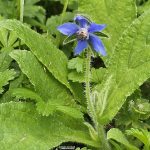 borragine-Borago-officinalis-belpoggio-1920-iannibelli