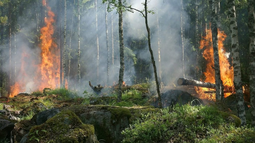 Bosco in fiamme