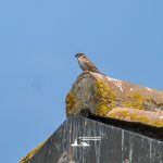 taglio_alberi_malalbergo_10
