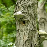 taglio_alberi_malalbergo_19