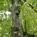 taglio_alberi_malalbergo_20