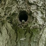 taglio_alberi_malalbergo_21