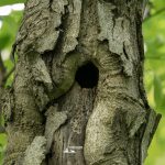 taglio_alberi_malalbergo_22