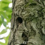 taglio_alberi_malalbergo_23