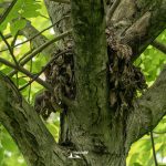 taglio_alberi_malalbergo_24