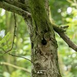 taglio_alberi_malalbergo_25