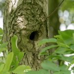 taglio_alberi_malalbergo_26