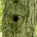 taglio_alberi_malalbergo_27