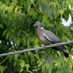 taglio_alberi_malalbergo_28