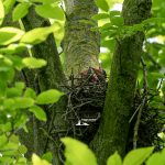 taglio_alberi_malalbergo_32