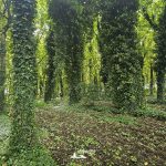 taglio_alberi_malalbergo_34