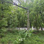 taglio_alberi_malalbergo_35