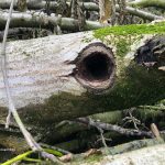taglio_alberi_malalbergo_36
