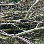 taglio_alberi_malalbergo_37