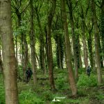 taglio_alberi_malalbergo_38