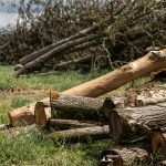 taglio_alberi_malalbergo_39