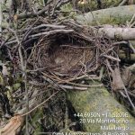 taglio_alberi_malalbergo_40