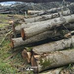taglio_alberi_malalbergo_41