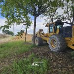 taglio_alberi_malalbergo_43