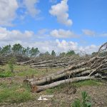 taglio_alberi_malalbergo_44
