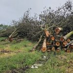 Taglio alberi malalbergo_45