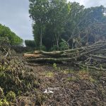 taglio_alberi_malalbergo_6
