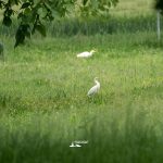 taglio_alberi_malalbergo_8