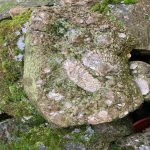 Fossili a Ca' di Guglielmo  (Alpe di Monghidoro)