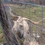 Bel esemplare di "caprone hircus"