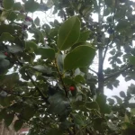Nel bosco dell Alpe di Monghidoro abbondano gli arbusti di agrifoglio . Pianta sempreverde dioica, solo gli esemplare femminili hanno le bacche . Le foglie degli esemplari giovani hanno il margine spinoso mentre nella parte più alt della pianta il margine è liscio. Ottimo sistema per fare desistere i brucatori (1)