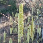 Vicino al passo della Raticosa ampie estensioni di noccioleti con amenti pieni di polline giallo