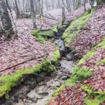 Ultimo giovedì di Gennaio al passo della Raticosa. E' tutto uno scrosciare di acque di disgelo. Piccoli rivoli, torrentelli solcano il bosco. Le torbiere si impregnano per poi generare particolari forme di vita