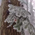 Nella notte una bufera di neve ha creato effetti magici con banderuole di neve ghiacciata sugli alberi e gli arbusti. Durante il nostro cammino e’ apparso il sole creando giochi di luci meravigliosi. Ci siamo trovati nel momento in cui la temperatura passava da sottozero a leggermente sopra lo zero provocando il distacco della neve dai rami dando a luogo a una sorta di nevicata col sole. Eravamo nel posto giusto al momento giusto (1)