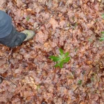 La natura si prepara al risveglio primaverile. Siamo a 1100 m. Fioriture di dafne e elleboro sono ben visibili (1)