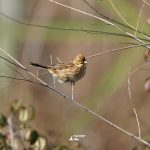 AIA01324 migliarino di palude AI 1920 Emberiza schoeniclus iannibelli