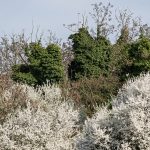 AIA01473 bosco BL 1920 iannibelli