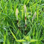 AIA01484 equiseto dei campi Equisetum arvense 1920 iannibelli