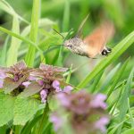 AIA01545 sfinge del galio 1920 macroglossum stellatarum iannibelli