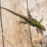 AIA01559 lucertola muraiola 1920 podarcis muralis iannibelli