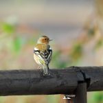 DSC_0005 1920