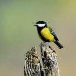 DSC_0118 copia 1920