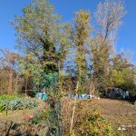 PXL_20251123_094910992 orti 1920 iannibelli
