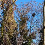 PXL_20251123_103246288 nido 1920 iannibelli