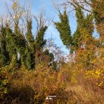 PXL_20251130_084753641 edera cespugli 1920 iannibelli